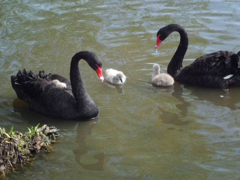 f:id:fukutani2323:20130323093633j:image:w360 f:id:fukutani2323:20130323093633j:image:w360