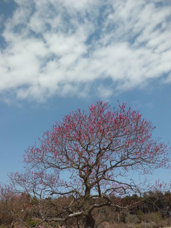 f:id:fukutani2323:20130323102442j:image:w230 f:id:fukutani2323:20130323102442j:image:w230