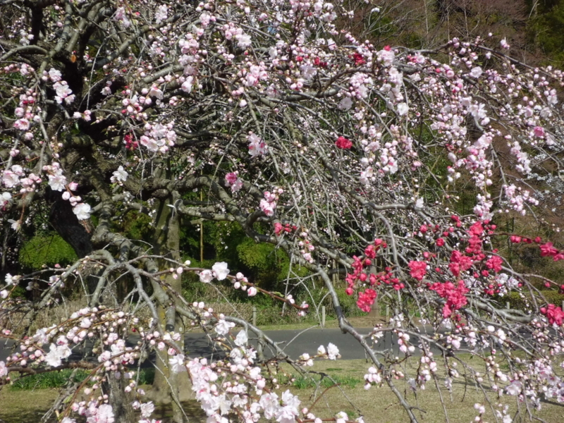 f:id:fukutani2323:20130401085126j:image:w360 f:id:fukutani2323:20130401085126j:image:w360