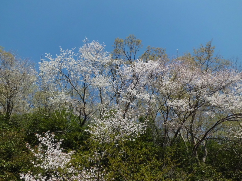 f:id:fukutani2323:20130412081134j:image:w230