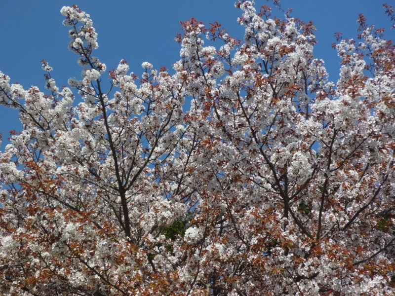 f:id:fukutani2323:20130412084443j:image:w230 f:id:fukutani2323:20130412084443j:image:w230