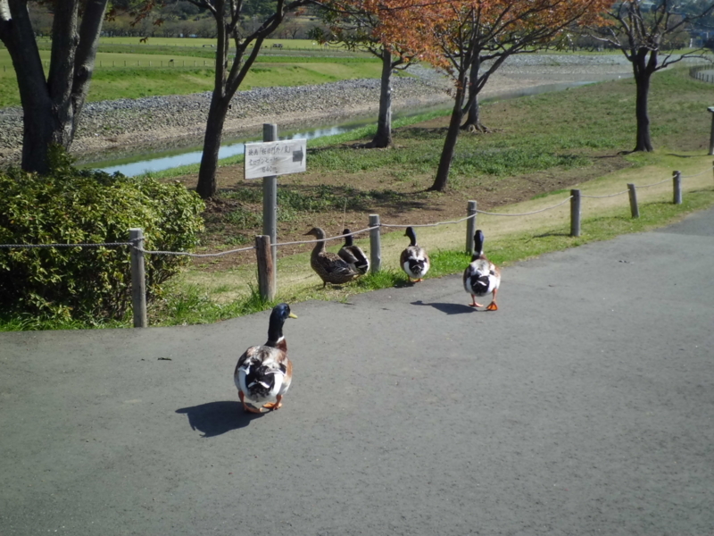 f:id:fukutani2323:20130412084849j:image:w360 f:id:fukutani2323:20130412084849j:image:w360