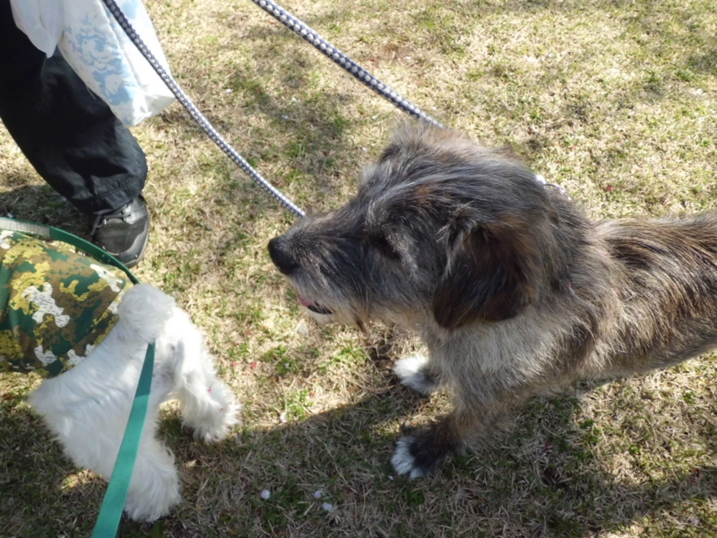 f:id:fukutani2323:20130413090931j:image:w230