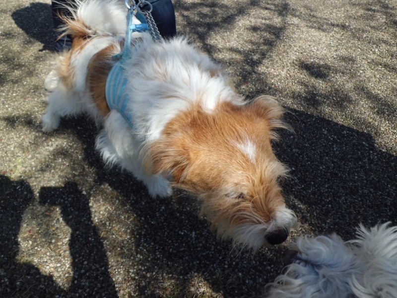 f:id:fukutani2323:20130413090936j:image:w230 f:id:fukutani2323:20130413090936j:image:w230