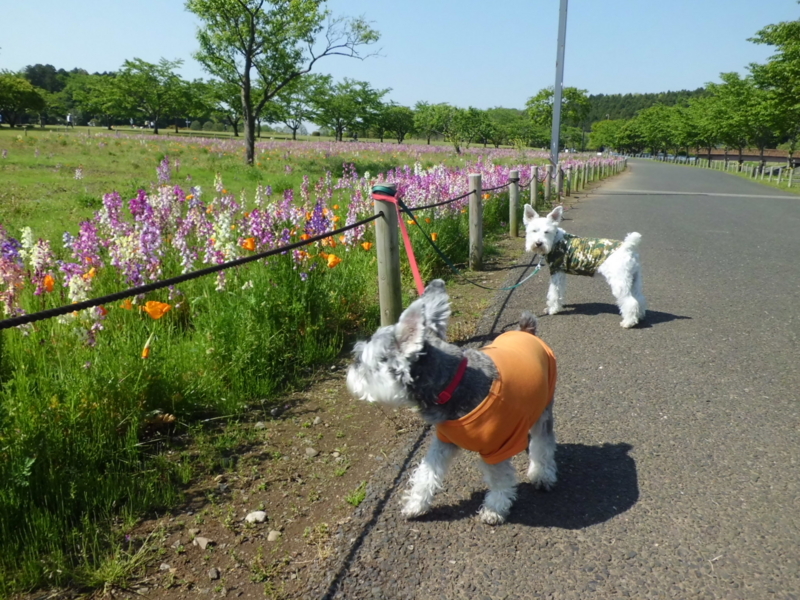 f:id:fukutani2323:20130505085444j:image:w360 f:id:fukutani2323:20130505085444j:image:w360