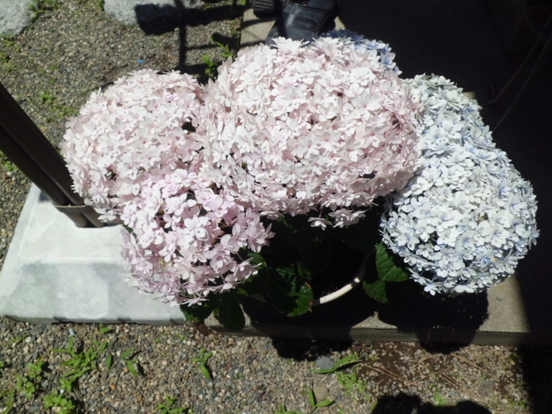 f:id:fukutani2323:20130531112642j:image:w230