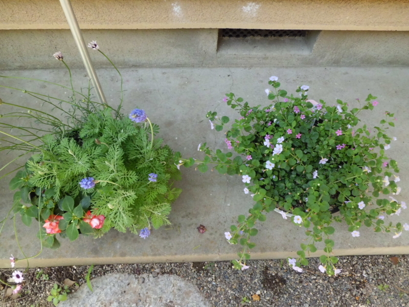 f:id:fukutani2323:20130531112656j:image:w230