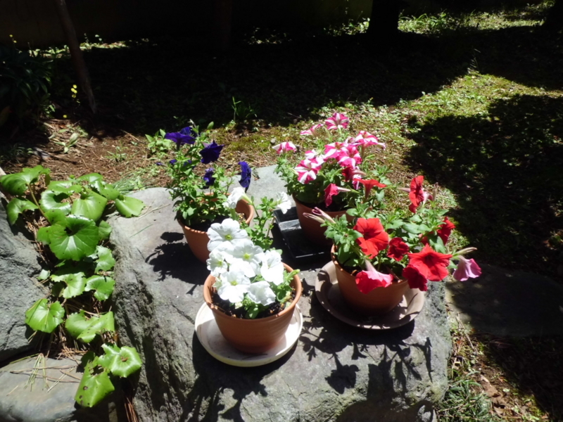 f:id:fukutani2323:20130531112715j:image:w230