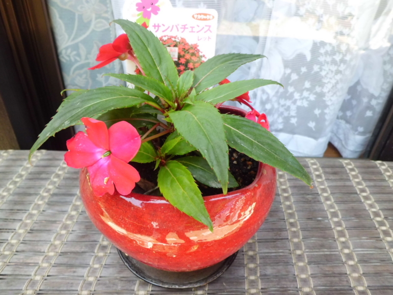 f:id:fukutani2323:20130531112730j:image:w230