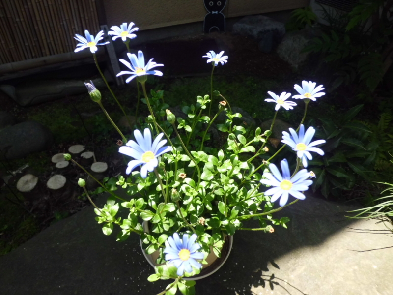 f:id:fukutani2323:20130531112755j:image:w230 f:id:fukutani2323:20130531112755j:image:w230