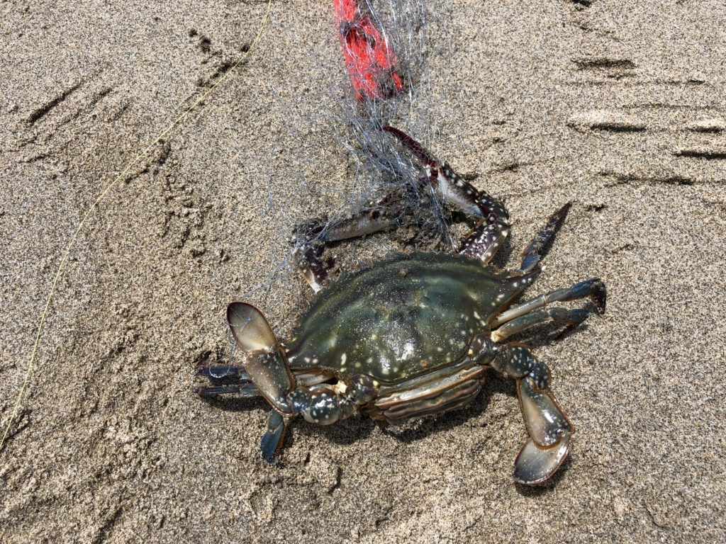 6 30早朝サーフ ワタリガニチャレンジ 福島釣り部 6 30早朝サーフ ワタリガニチャレンジ 福島釣り部