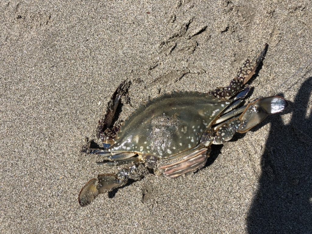7 1ワタリガニリベンジ 福島釣り部 7 1ワタリガニリベンジ 福島釣り部