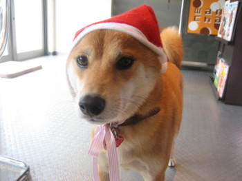 f:id:fukuyuzu:20120112225723j:image