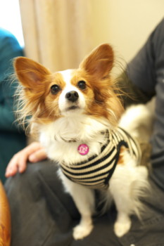 f:id:fukuyuzu:20121012211835j:image