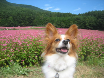 f:id:fukuyuzu:20121012211836j:image