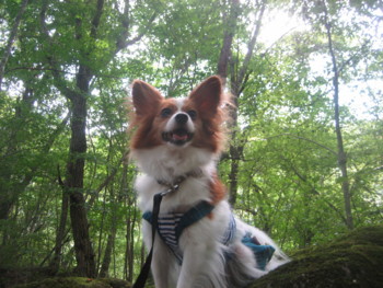 f:id:fukuyuzu:20121012211837j:image