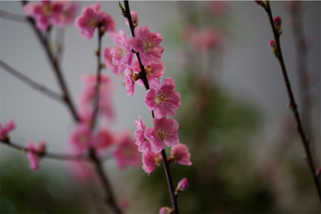 f:id:fulfill-santos:20180308200403j:image