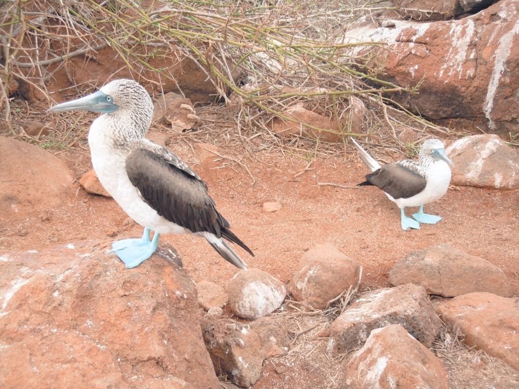 生き物の楽園 ノース セイモア島に上陸 ガラパゴス諸島クルーズ記 ダーウィンの足跡