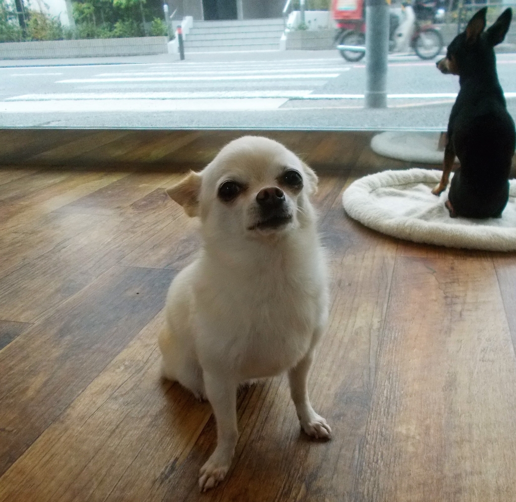 f:id:fulsdog:20181113101859j:plain f:id:fulsdog:20181113101859j:plain