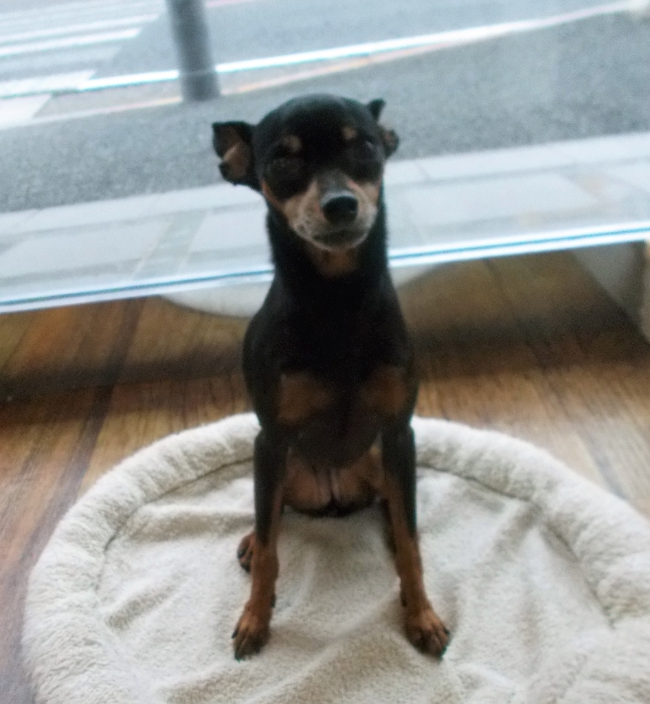 f:id:fulsdog:20181113101941j:plain f:id:fulsdog:20181113101941j:plain
