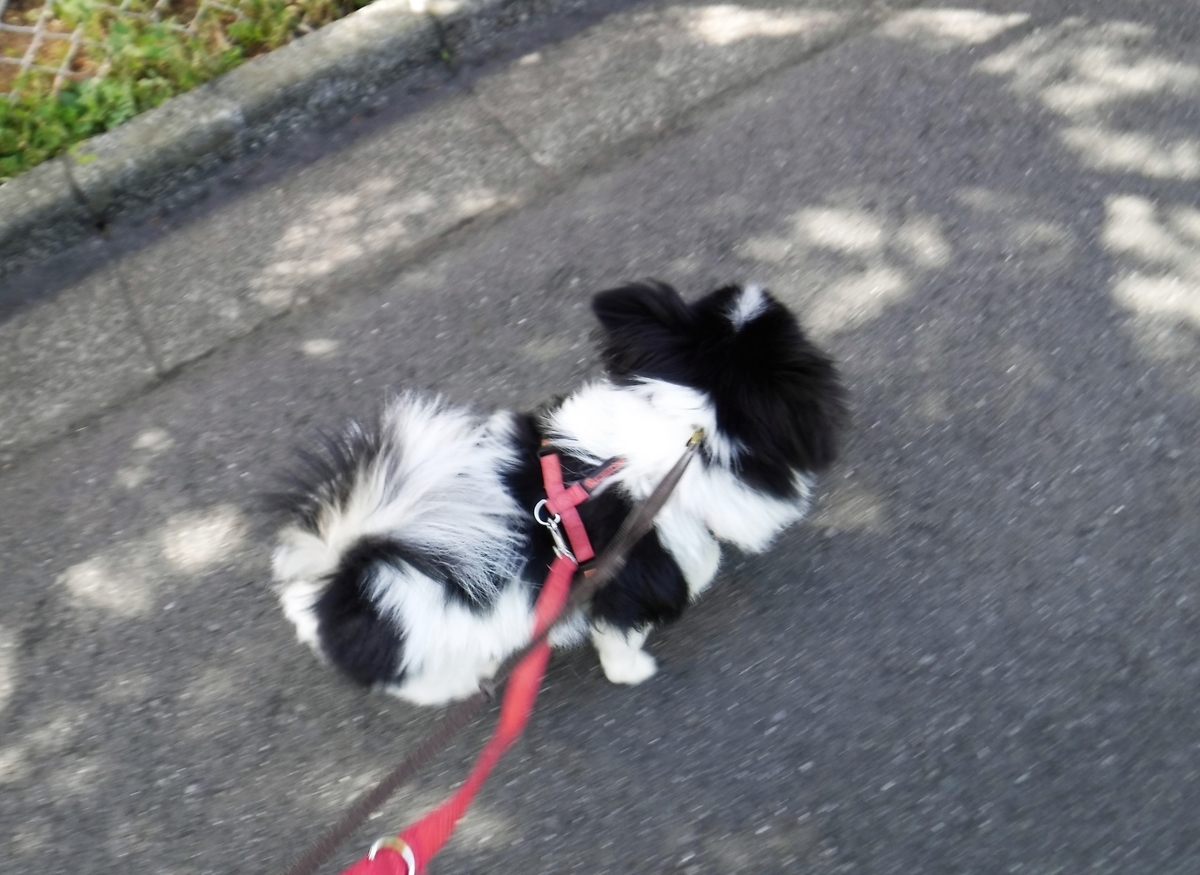 f:id:fulsdog:20200321212149j:plain f:id:fulsdog:20200321212149j:plain