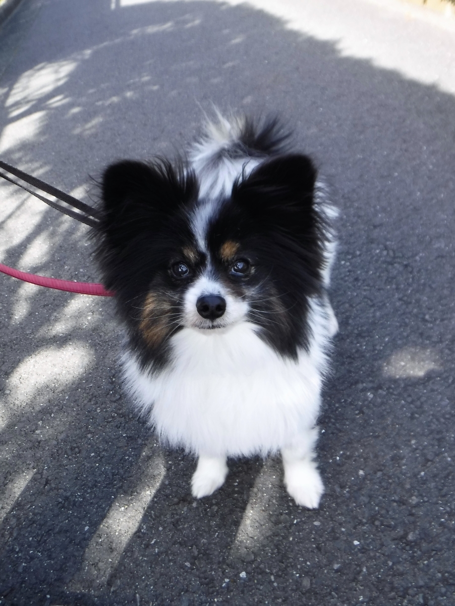 f:id:fulsdog:20200321212204j:plain f:id:fulsdog:20200321212204j:plain