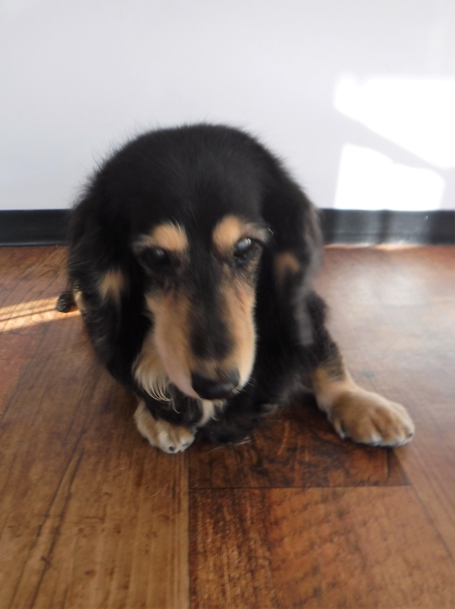 f:id:fulsdog:20200322040225j:plain f:id:fulsdog:20200322040225j:plain