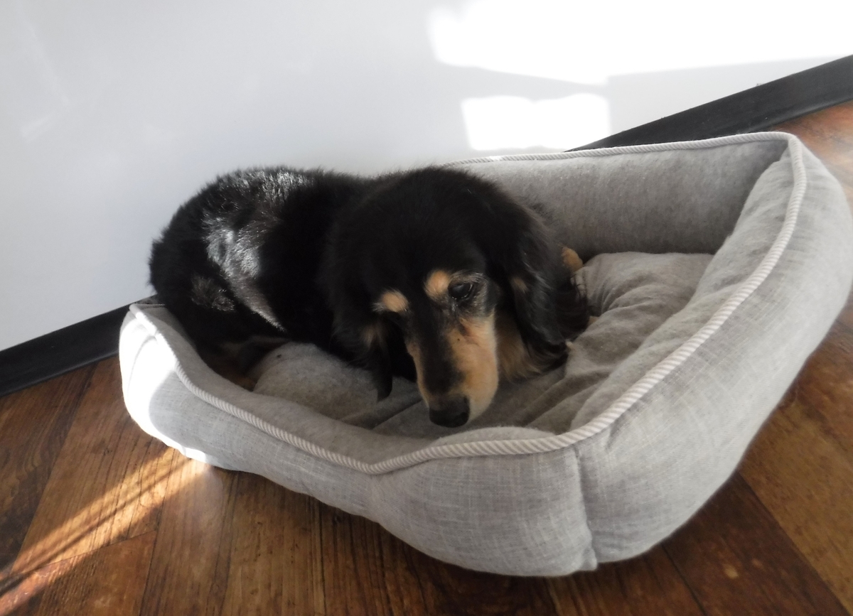 f:id:fulsdog:20200322040301j:plain f:id:fulsdog:20200322040301j:plain