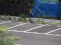 20110730065151