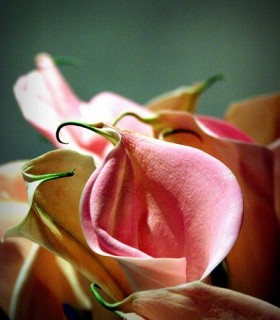 f:id:fumi_o:20061109220831j:image
