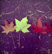 f:id:fumi_o:20091101203327j:image:right