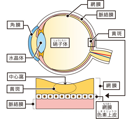 f:id:fumifuminet:20190416161917j:plain f:id:fumifuminet:20190416161917j:plain