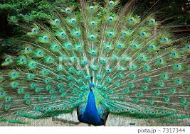 f:id:fumihiro1192:20180824190823j:plain