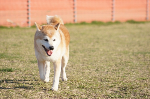 犬好きには見逃せない うちのこ いぬずかん 本と文房具とスグレモノ