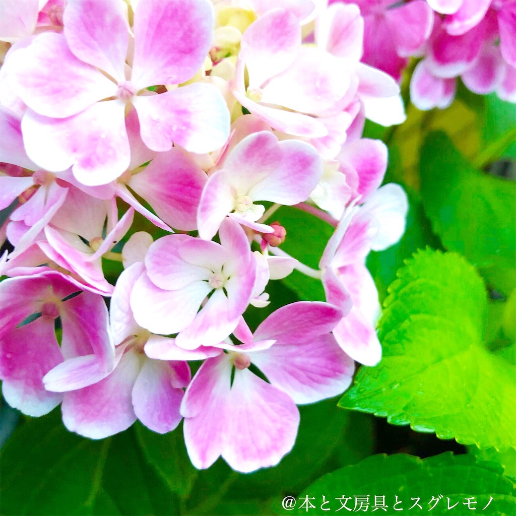 f:id:fumihiro1192:20190615200628j:image
