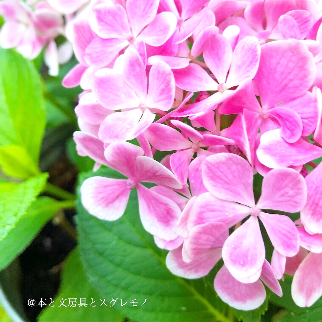 f:id:fumihiro1192:20190615200638j:image