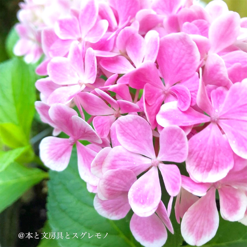 f:id:fumihiro1192:20190615200701j:image