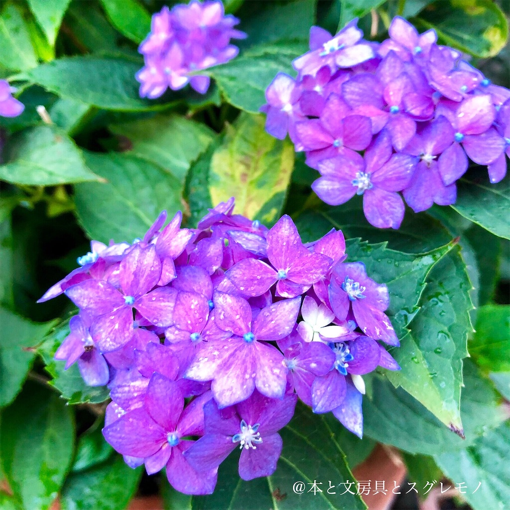 f:id:fumihiro1192:20190615200722j:image