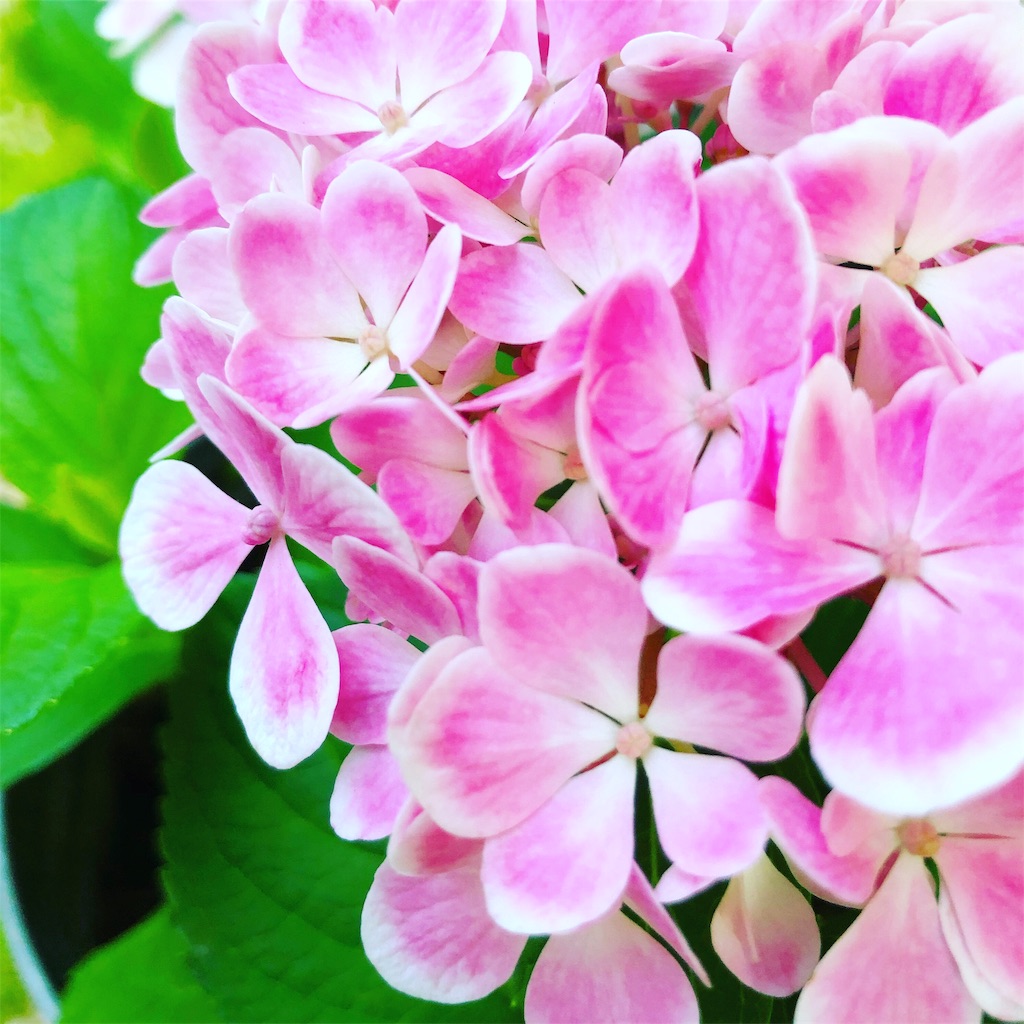f:id:fumihiro1192:20190615200750j:image