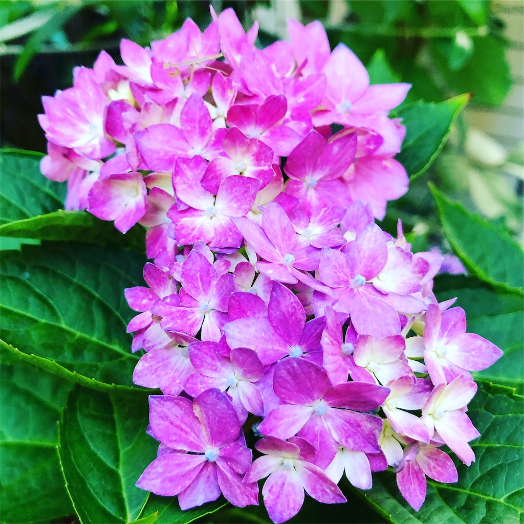 f:id:fumihiro1192:20190615200827j:image