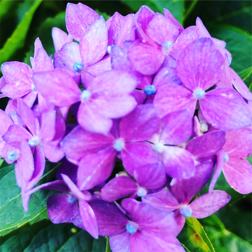 f:id:fumihiro1192:20190615200856j:image