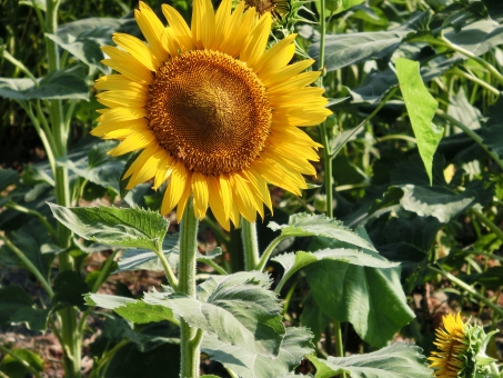 f:id:fumihiro1192:20190813090406j:plain f:id:fumihiro1192:20190813090406j:plain