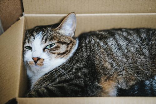 f:id:fumihiro1192:20200228212307j:plain f:id:fumihiro1192:20200228212307j:plain