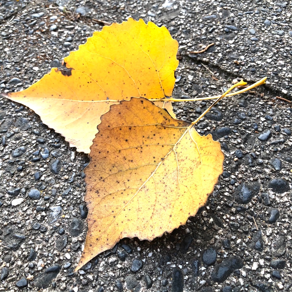 f:id:fumihiro1192:20201114085354j:image f:id:fumihiro1192:20201114085354j:image