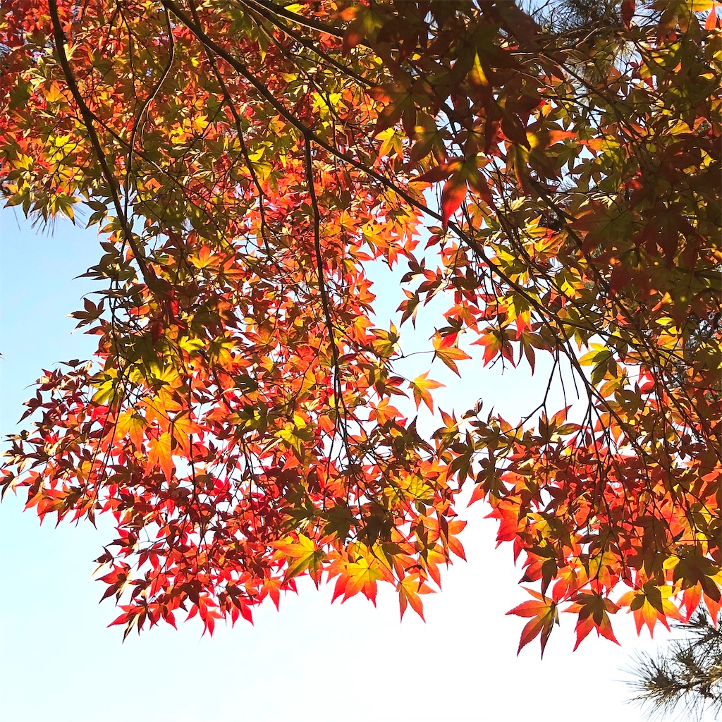 f:id:fumihiro1192:20201114085358j:image f:id:fumihiro1192:20201114085358j:image