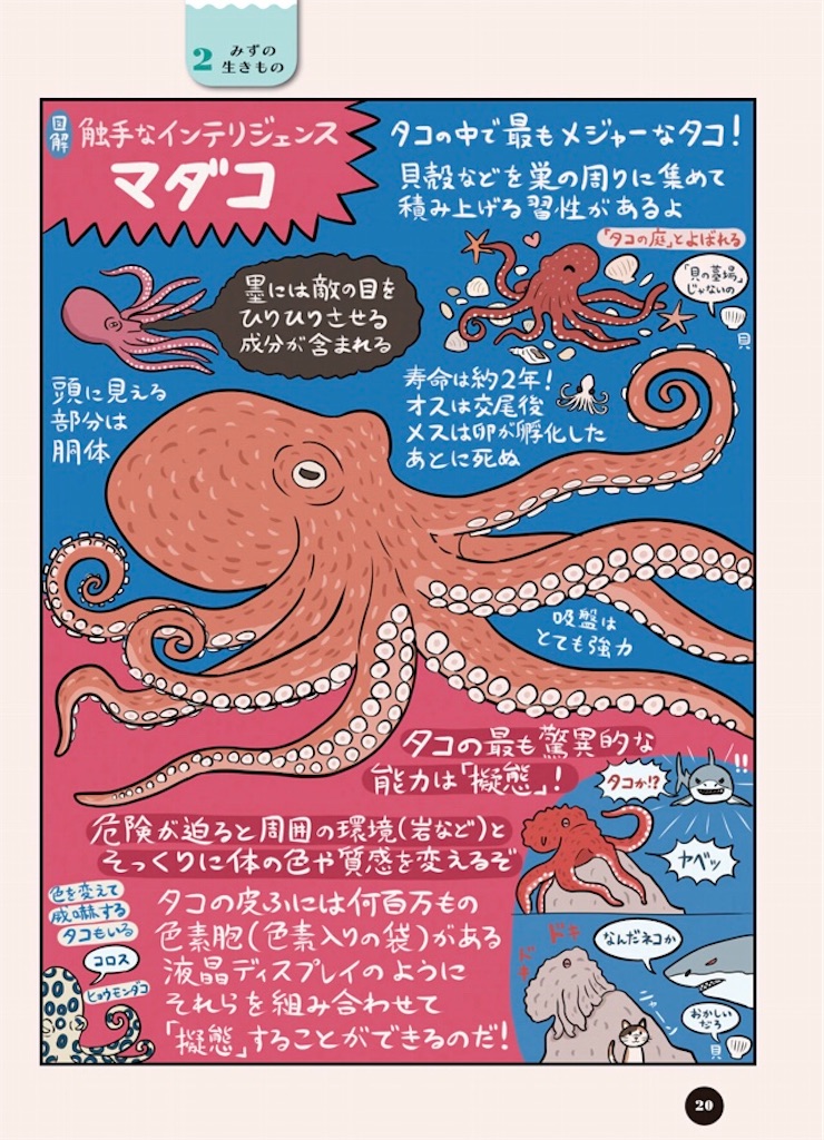 f:id:fumikirimae:20200318020531j:image