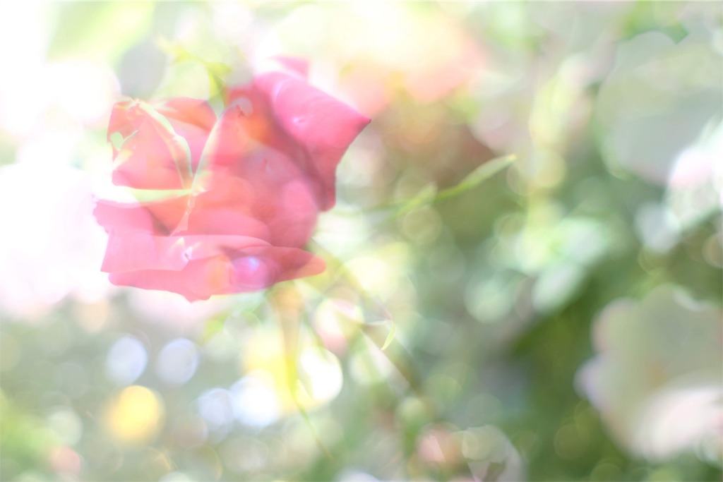 f:id:fumiko294:20190721121952j:image