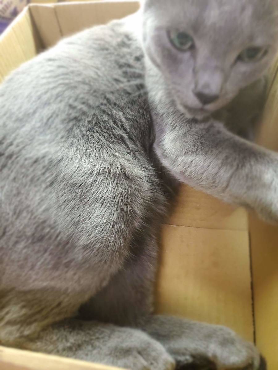 f:id:fumilog_aoi:20201018193712j:plain f:id:fumilog_aoi:20201018193712j:plain