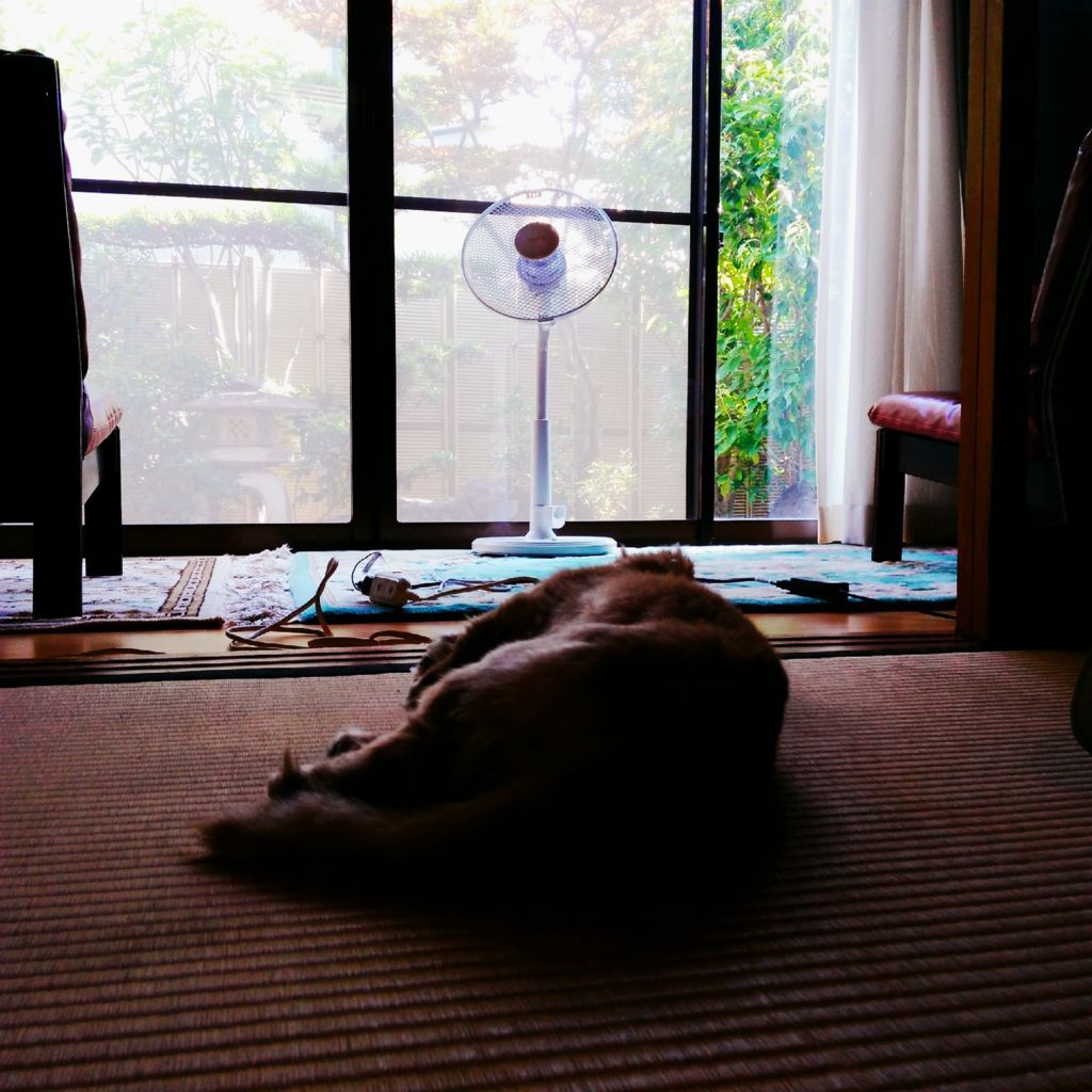夏にぴったりの犬の名前100選