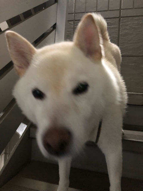 f:id:fumitaka-siro:20181022225614j:plain f:id:fumitaka-siro:20181022225614j:plain